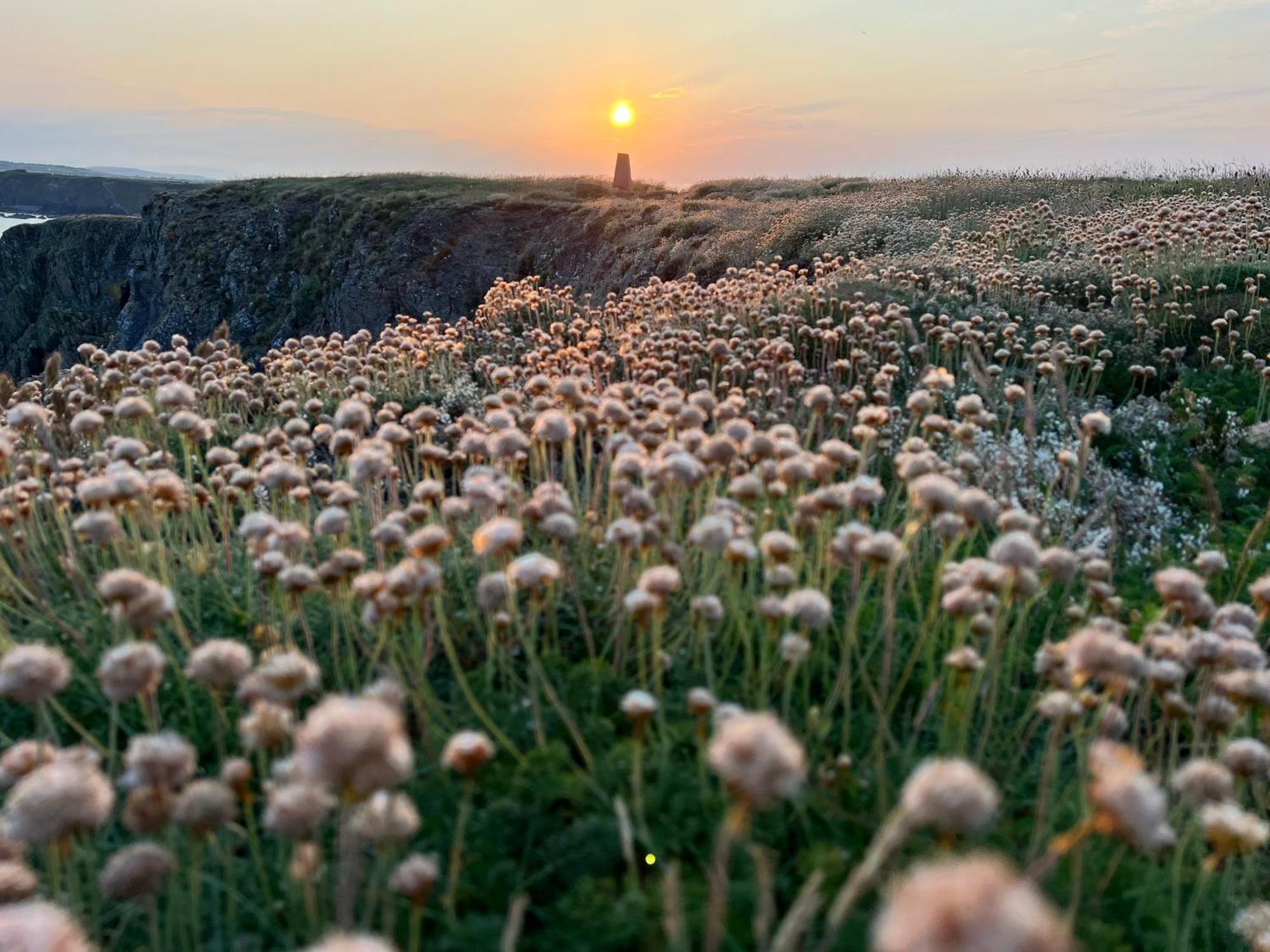 Thistledown Lodge Fethard-on-Sea Buitenkant foto